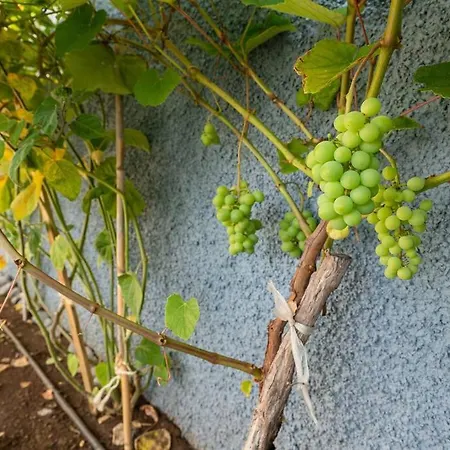 Pearl - Rural Experience By Seapearl Дом отдыха