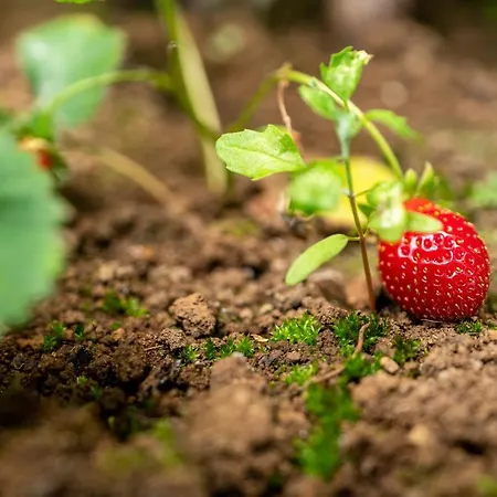 Pearl - Rural Experience By Seapearl * Paul do Mar (Madeira)