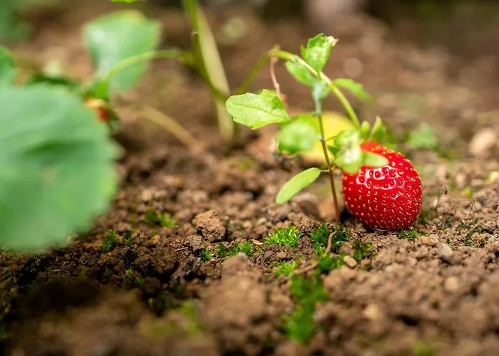 Pearl - Rural Experience By Seapearl * פול דו מאר